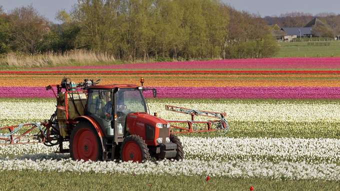 Traktor in Tulpenfeld - landwirtschaftliche Düngung mit Phosphat