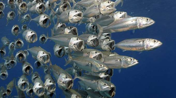 marine Biodiversität Nahrungsnetze Fischschwarm