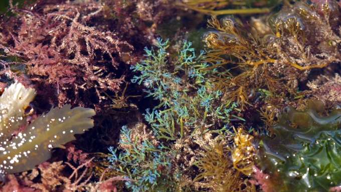 marine Biodiversität Algen Gezeitentümpel mit Algen