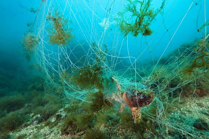 Geisternetze – was tun gegen den Fischerei-Restmüll? Foto Fisch gefangen in Fischernetz