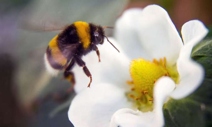 Biodiversität und Landwirtschaft Hummel an Blüte