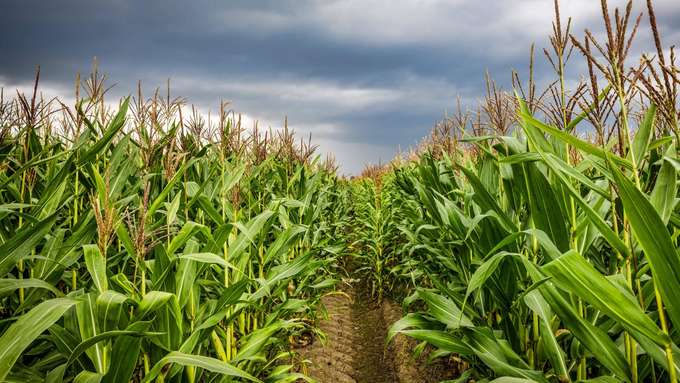 Bioenergiepflanze Mais Maisfeld
