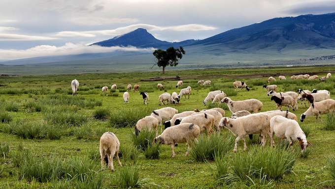 artenreiches Grasland als Weideland Schafe auf Weide im Hintergrund Berglandschaft