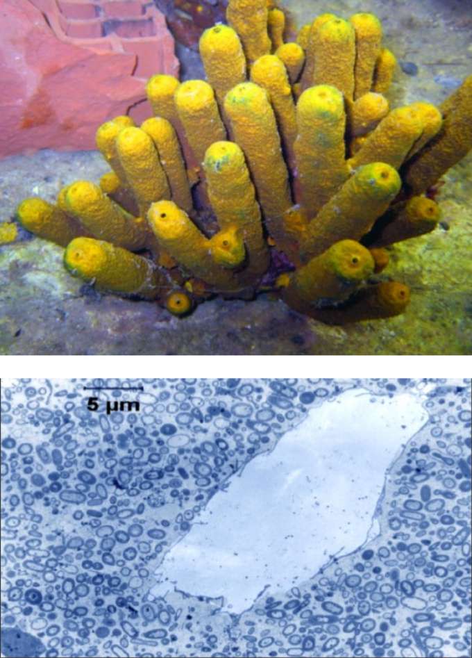 Mittelmeer-Schwamm Aplysina aerophoba Schwamm mit Aufnahme Mikroskop